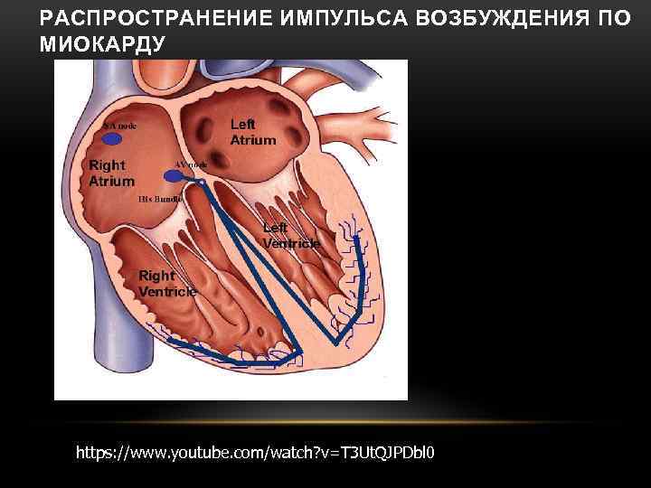 РАСПРОСТРАНЕНИЕ ИМПУЛЬСА ВОЗБУЖДЕНИЯ ПО МИОКАРДУ https: //www. youtube. com/watch? v=T 3 Ut. QJPDbl 0