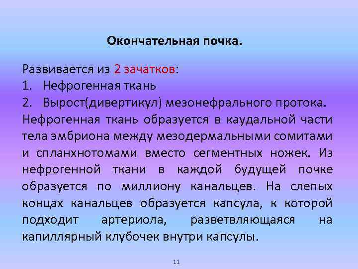 Окончательная почка. Развивается из 2 зачатков: 1. Нефрогенная ткань 2. Вырост(дивертикул) мезонефрального протока. Нефрогенная