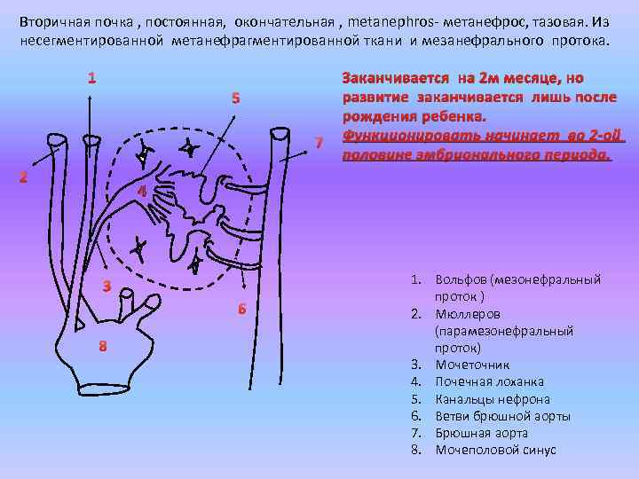 Нефроны вторичной почки. Вторичные тазовые почки. Метанефрос почки. Предпочка первичная и вторичная почка. Метанефрос строение.