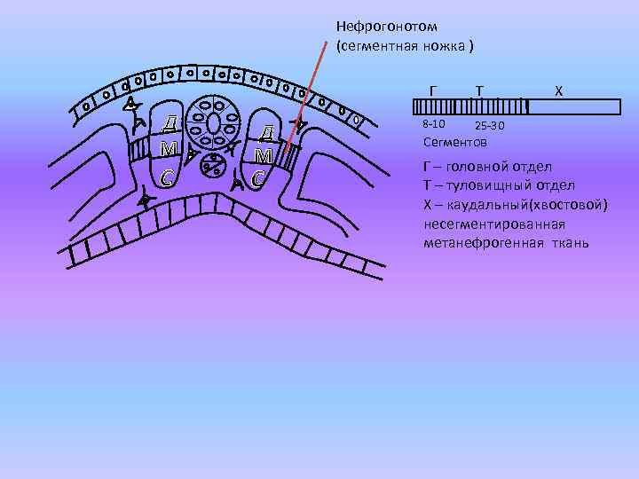 Нефрогонотом (сегментная ножка ) Г Д М С 8 -10 Т Х 25 -30