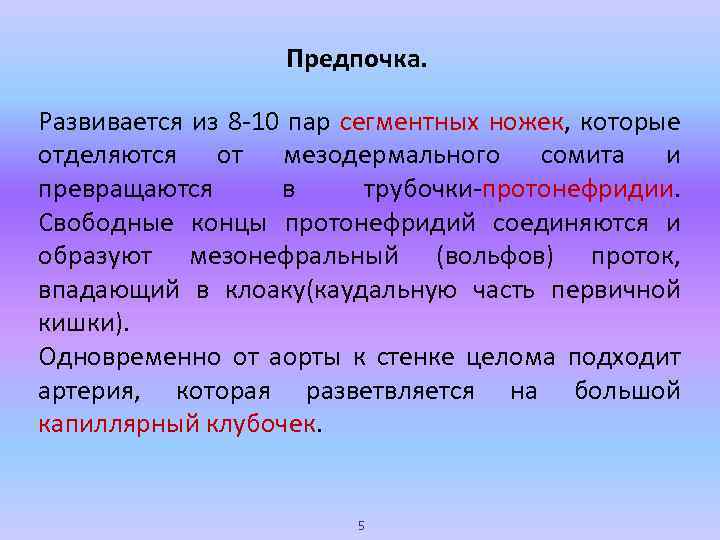 Предпочка. Развивается из 8 -10 пар сегментных ножек, которые отделяются от мезодермального сомита и