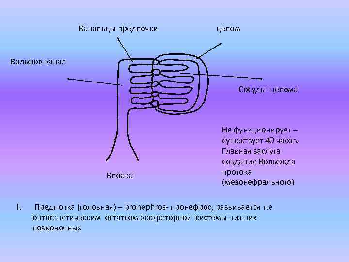 Канальцы предпочки целом Вольфов канал Сосуды целома Клоака I. Не функционирует – существует 40