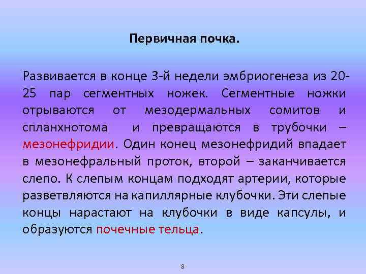 Первичная почка. Развивается в конце 3 -й недели эмбриогенеза из 2025 пар сегментных ножек.