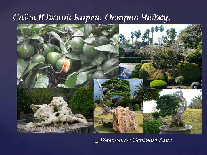 Сады Южной Кореи. Остров Чеджу. Выполнила: Оспанова Алия 