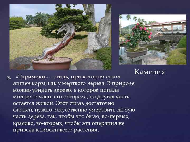  Камелия «Таримики» – стиль, при котором ствол лишен коры, как у мертвого дерева.