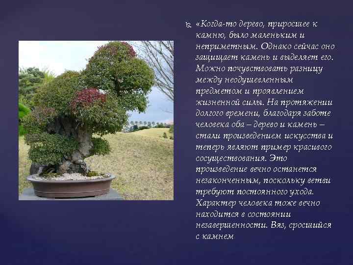  «Когда-то дерево, приросшее к камню, было маленьким и неприметным. Однако сейчас оно защищает