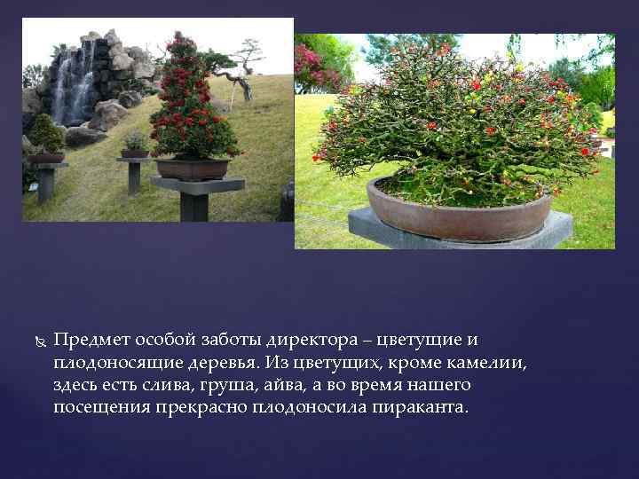  Предмет особой заботы директора – цветущие и плодоносящие деревья. Из цветущих, кроме камелии,