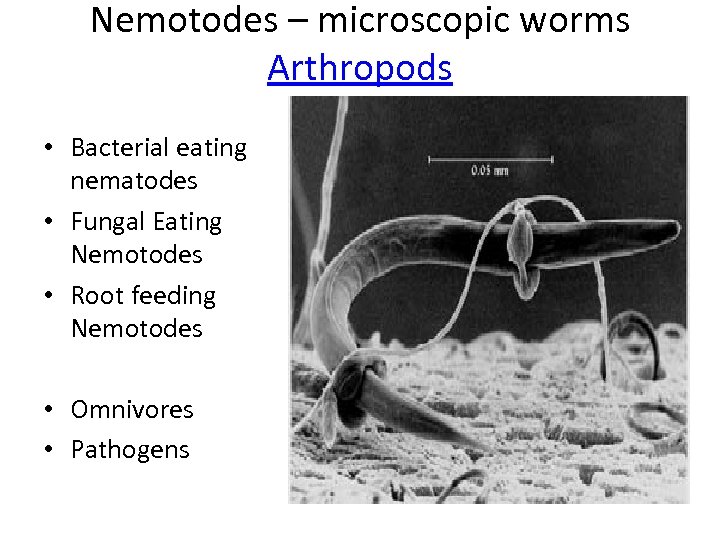 Nemotodes – microscopic worms Arthropods • Bacterial eating nematodes • Fungal Eating Nemotodes •