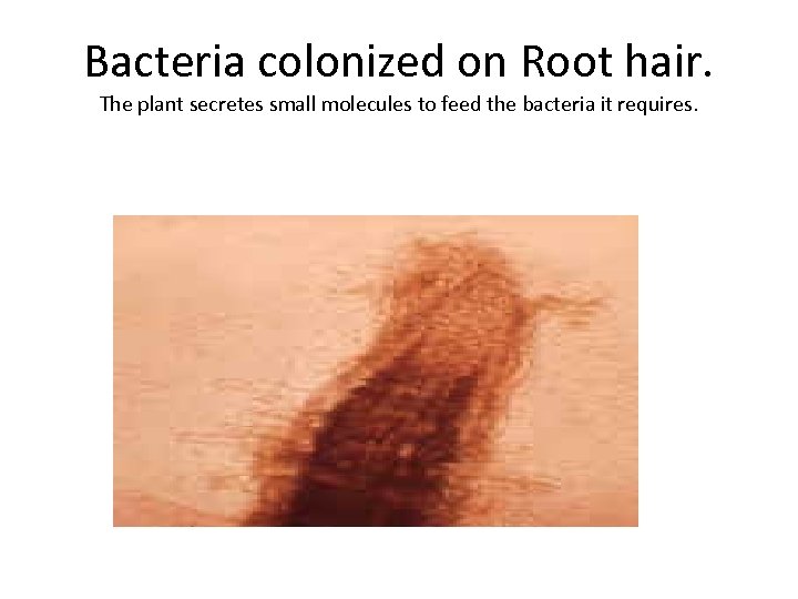 Bacteria colonized on Root hair. The plant secretes small molecules to feed the bacteria