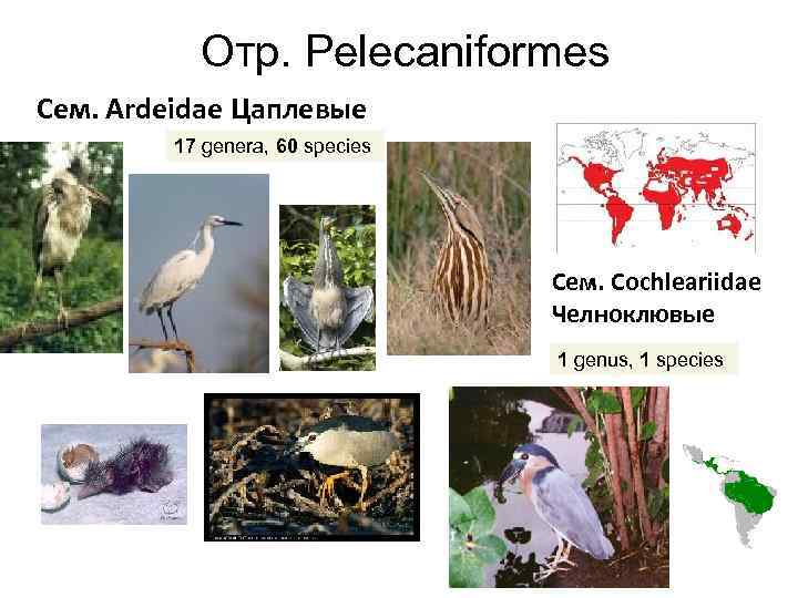 Отр. Pelecaniformes Сем. Ardeidae Цаплевые 17 genera, 60 species Cем. Cochleariidae Челноклювые 1 genus,