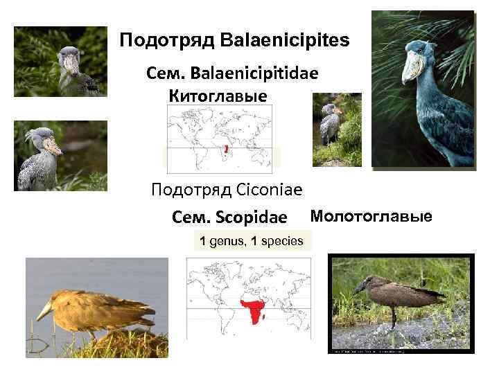 Подотряд Balaenicipites Cем. Balaenicipitidae Китоглавые 1 genus, 1 species Подотряд Сiconiae Сем. Scopidae Молотоглавые