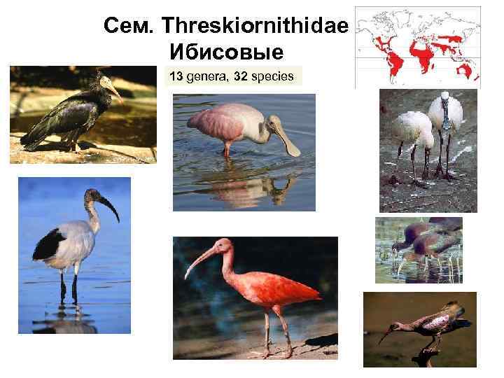 Сем. Threskiornithidae Ибисовые 13 genera, 32 species 