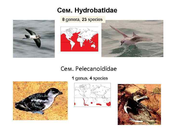 Сем. Hydrobatidae 8 genera, 23 species Сем. Pelecanoididae 1 genus, 4 species 
