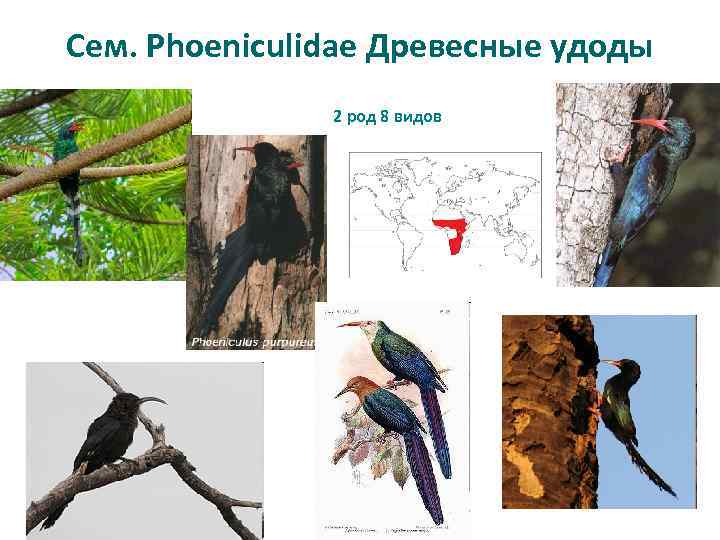 Сем. Phoeniculidae Древесные удоды 2 род 8 видов 