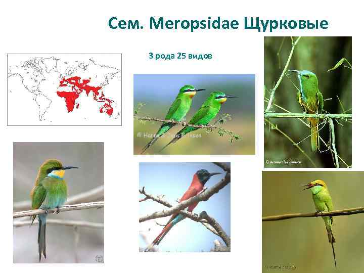 Сем. Meropsidae Щурковые 3 рода 25 видов 