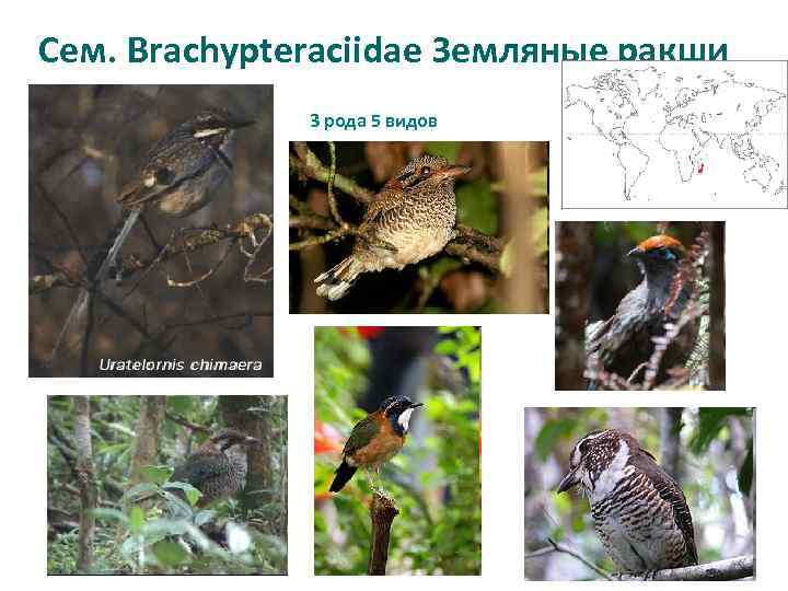 Сем. Brachypteraciidae Земляные ракши 3 рода 5 видов 