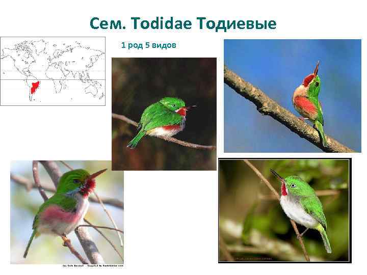 Сем. Todidae Тодиевые 1 род 5 видов 