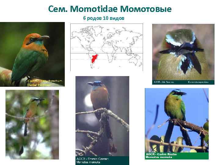 Сем. Momotidae Момотовые 6 родов 10 видов 