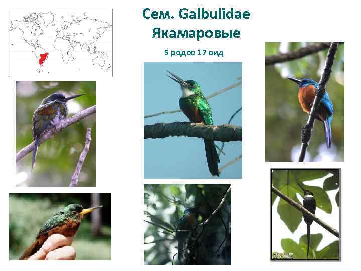 Сем. Galbulidae Якамаровые 5 родов 17 вид 