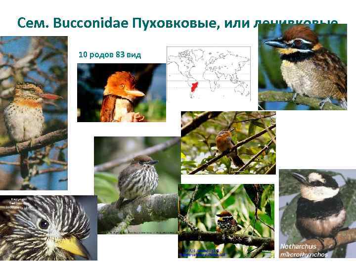 Сем. Bucconidae Пуховковые, или ленивковые 10 родов 83 вид 