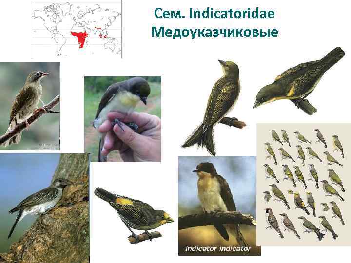 Сем. Indicatoridae Медоуказчиковые 