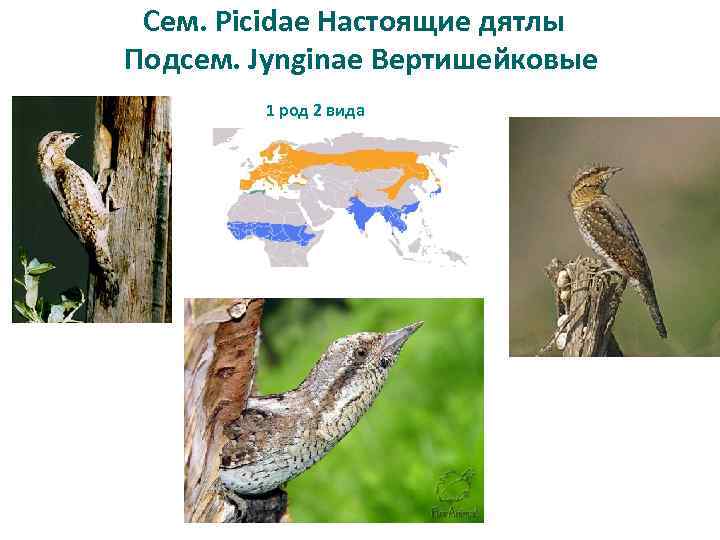 Сем. Picidae Настоящие дятлы Подсем. Jynginae Вертишейковые 1 род 2 вида 