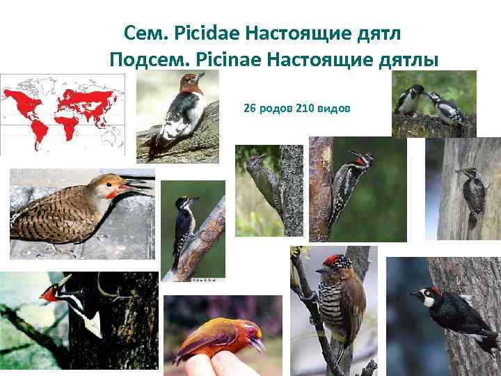 Сем. Picidae Настоящие дятл Подсем. Picinae Настоящие дятлы 26 родов 210 видов 