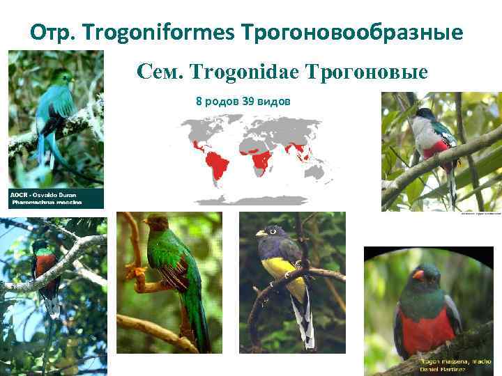 Отр. Trogoniformes Трогоновообразные Сем. Trogonidae Трогоновые 8 родов 39 видов 