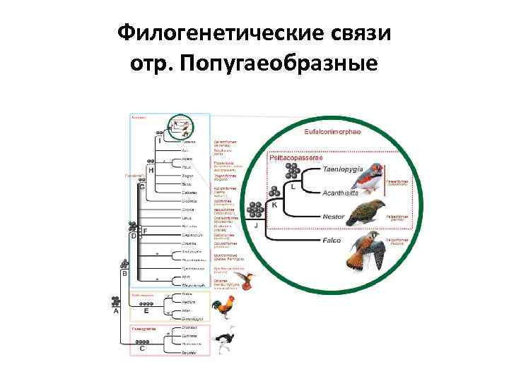 Филогенетические связи отр. Попугаеобразные 