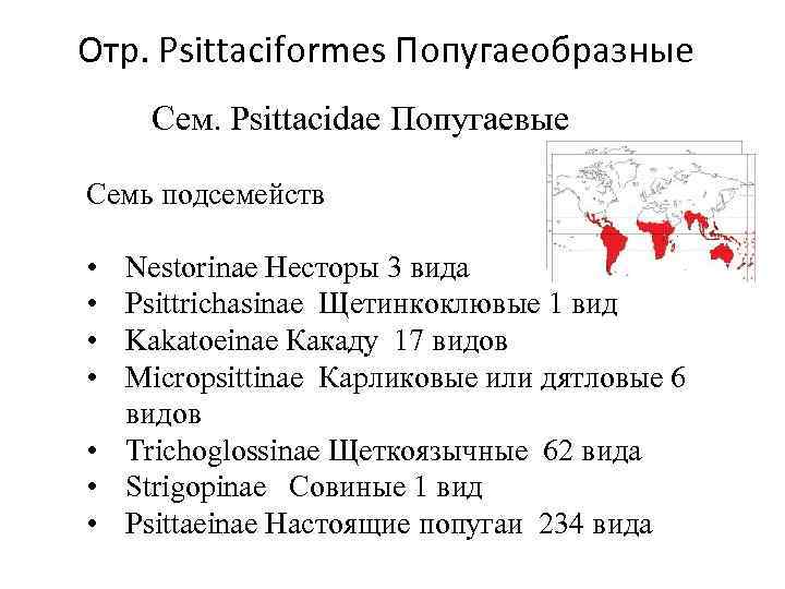 Отр. Psittaciformes Попугаеобразные Сем. Psittacidae Попугаевые Семь подсемейств • • Nestorinae Несторы 3 вида