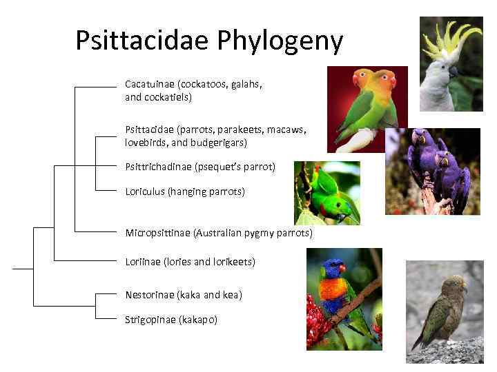 Psittacidae Phylogeny Cacatuinae (cockatoos, galahs, and cockatiels) Psittacidae (parrots, parakeets, macaws, lovebirds, and budgerigars)