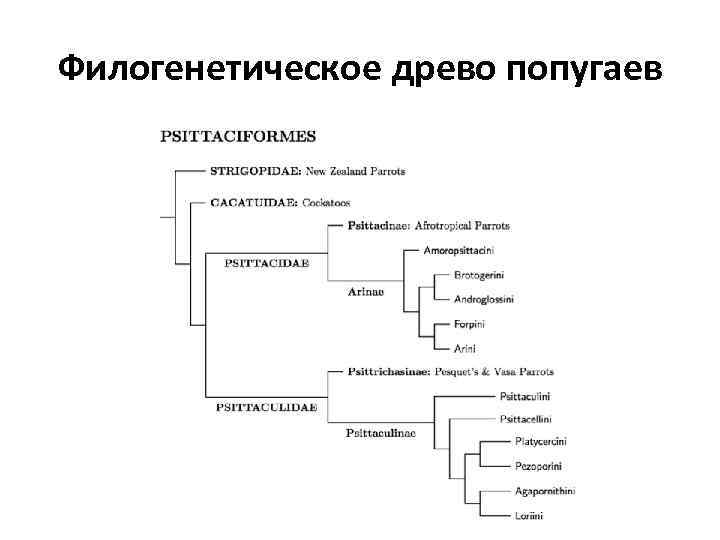 Филогенетическое древо попугаев 