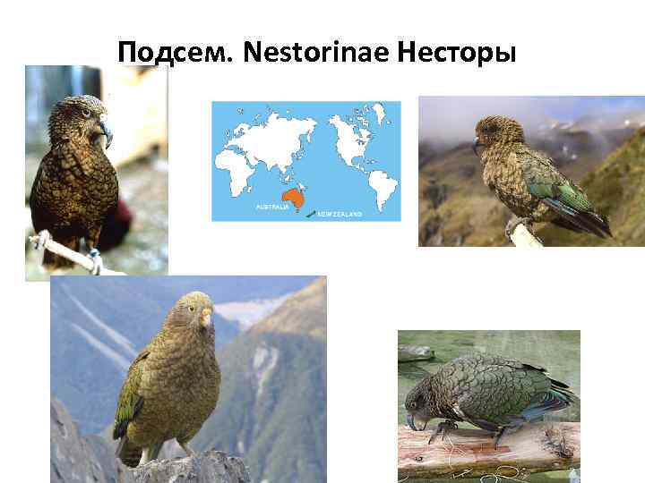 Подсем. Nestorinae Несторы 