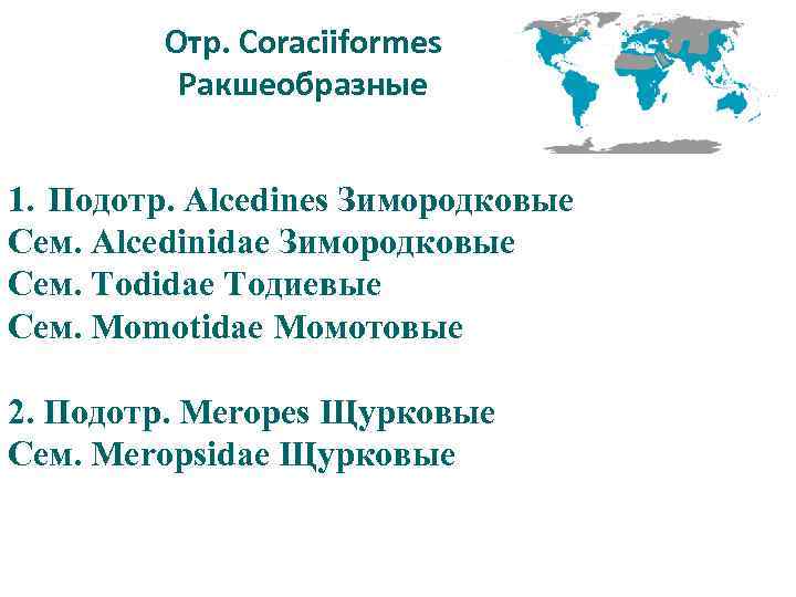 Отр. Coraciiformes Ракшеобразные 1. Подотр. Alcedines Зимородковые Сем. Alcedinidae Зимородковые Сем. Todidae Тодиевые Сем.