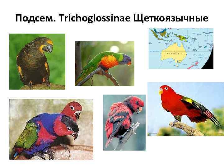 Подсем. Trichoglossinae Щеткоязычные 