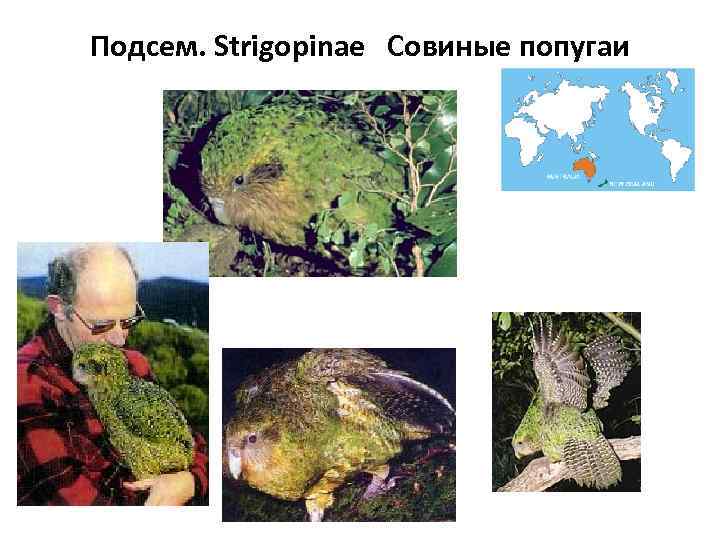 Подсем. Strigopinae Совиные попугаи 