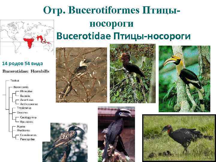 Отр. Bucerotiformes Птицыносороги Сем. Bucerotidae Птицы-носороги 14 родов 54 вида 