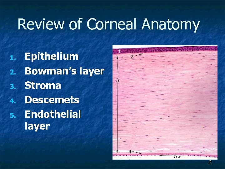 Review of Corneal Anatomy 1. 2. 3. 4. 5. Epithelium Bowman’s layer Stroma Descemets