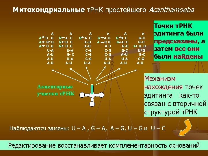 Митохондриальные т. РНК простейшего Acanthamoeba A A U U G*U U U U-A A-U