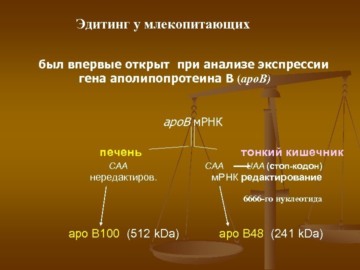 Эдитинг у млекопитающих был впервые открыт при анализе экспрессии гена аполипопротеина В (apo. B)