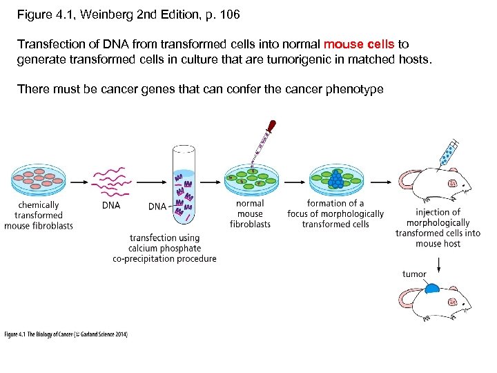 Figure 4. 1, Weinberg 2 nd Edition, p. 106 Transfection of DNA from transformed