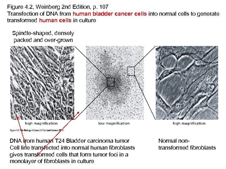 Figure 4. 2, Weinberg 2 nd Edition, p. 107 Transfection of DNA from human