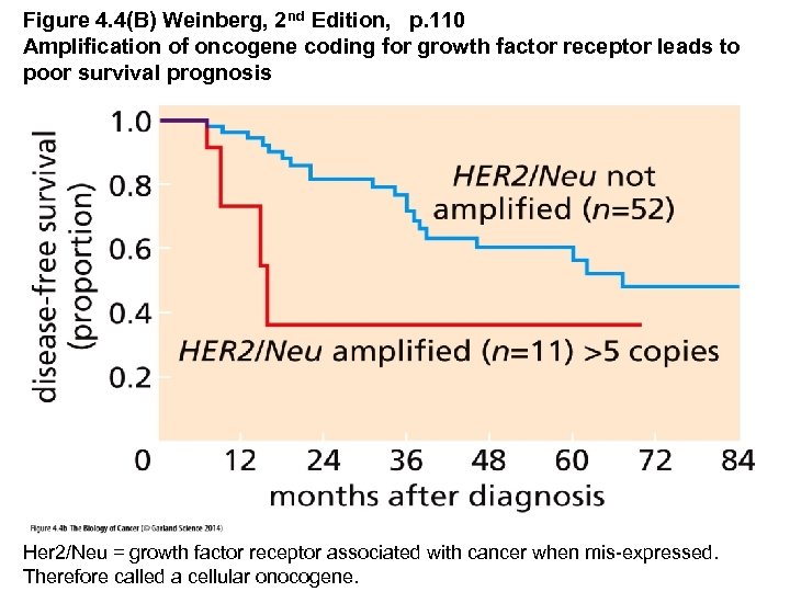 Figure 4. 4(B) Weinberg, 2 nd Edition, p. 110 Amplification of oncogene coding for