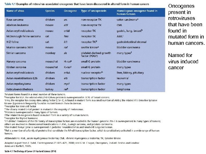 Oncogenes present in retroviruses that have been found in mutated form in human cancers.