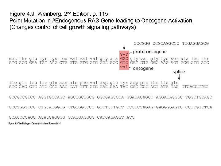 Figure 4. 9, Weinberg, 2 nd Edition, p. 115: Point Mutation in #Endogenous RAS