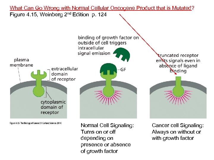 What Can Go Wrong with Normal Cellular Oncogene Product that is Mutated? Figure 4.