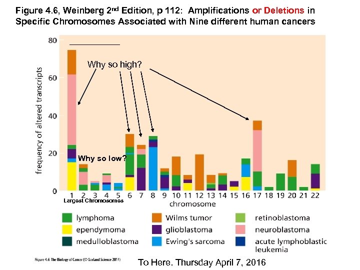 Figure 4. 6, Weinberg 2 nd Edition, p 112: Amplifications or Deletions in Specific