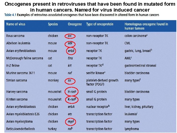 Oncogenes present in retroviruses that have been found in mutated form in human cancers.