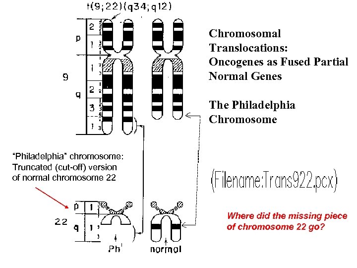 Chromosomal Translocations: Oncogenes as Fused Partial Normal Genes The Philadelphia Chromosome “Philadelphia” chromosome: Truncated