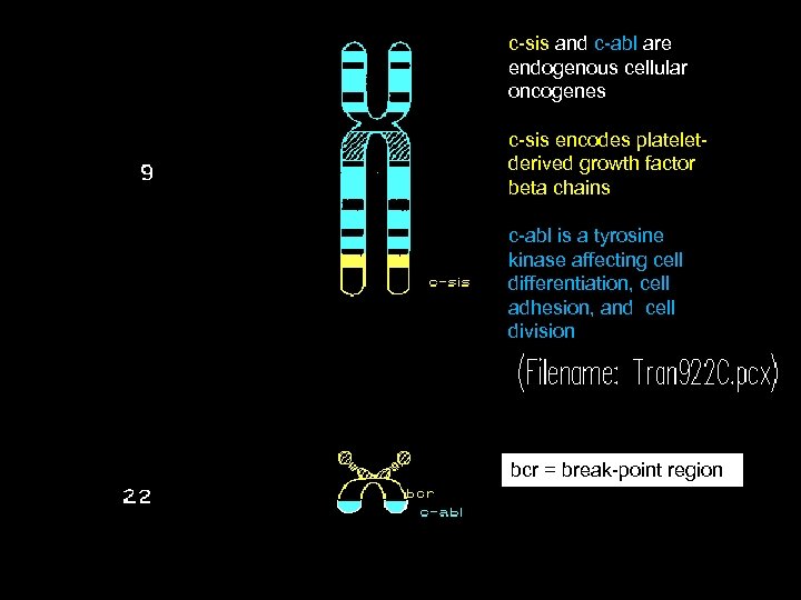 c-sis and c-abl are endogenous cellular oncogenes c-sis encodes plateletderived growth factor beta chains